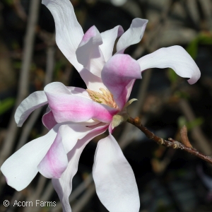 MAGNOLIA LOE LEONARD MESSEL