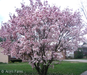 MAGNOLIA SOULANGIANA