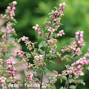 SYMPHORICARPOS CANDY