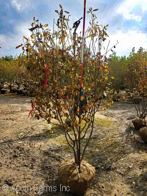 AMELANCHIER LAMARCKII