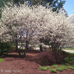 AMELANCHIER LAEVIS