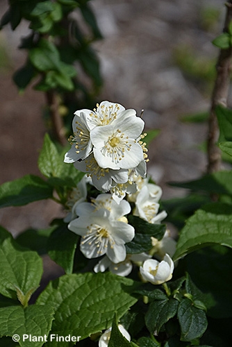 PHILADELPHUS ILLUMINATI SPICE