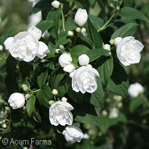 PHILADELPHUS SNOW WHITE