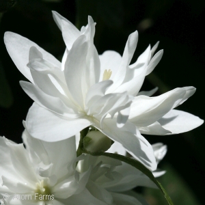 PHILADELPHUS MNSOTA SNOWFLAKE