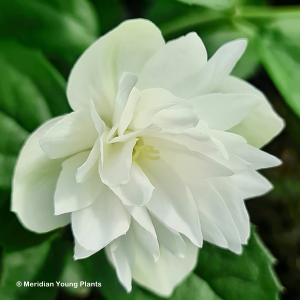 PHILADELPHUS PEARLS OF PERFUME