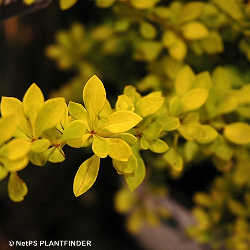 BERBERIS THU AUREA NANA