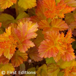 PHYSOCARPUS AMBER JUBILEE