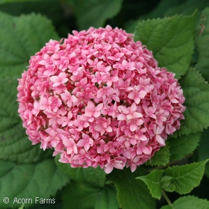 HYDRANGEA INVINCE SPIRIT II