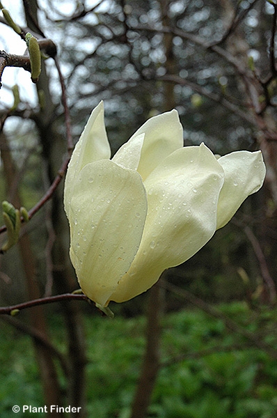 MAGNOLIA ACUMINATA