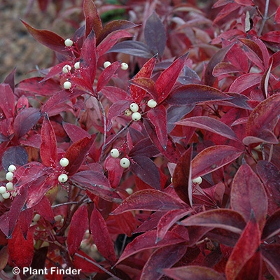 CORNUS RAC MUSKINGUM