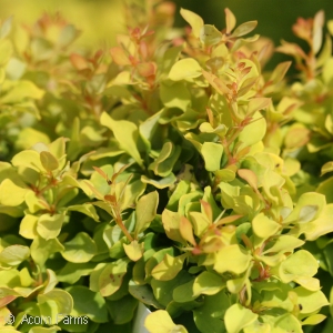 BERBERIS THU GOLDEN NUGGET