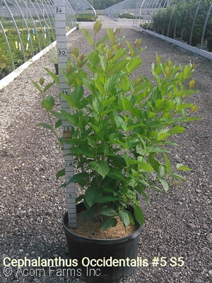 CEPHALANTHUS OCCIDENTALIS