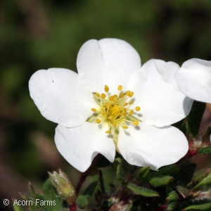 POTENTILLA FRU ABBOTSWOOD