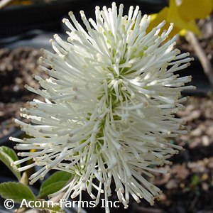 FOTHERGILLA GAR MT AIRY