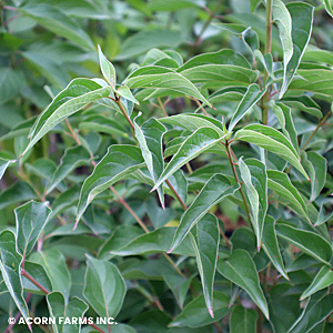 CORNUS AMOMUM