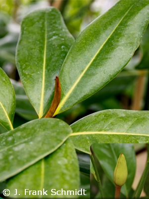 MAGNOLIA GRA EDITH BOGUE