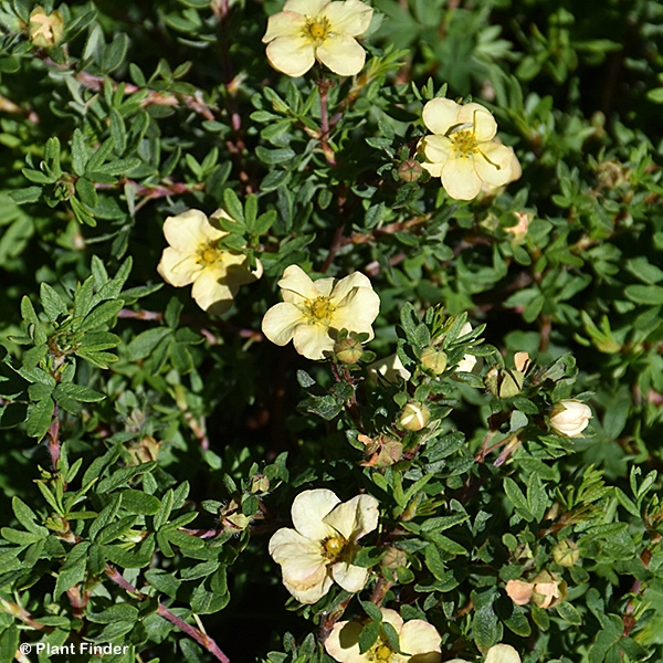 POTENTILLA FRU GINGERSNAP