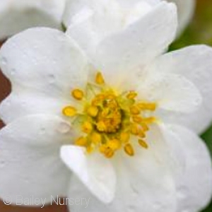 POTENTILLA FRU CREME BRULEE