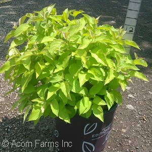 CORNUS ALBA NEON BURST