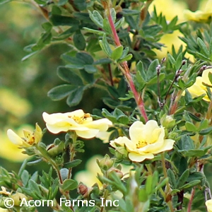 POTENTILLA FRU LEMON MERINGUE