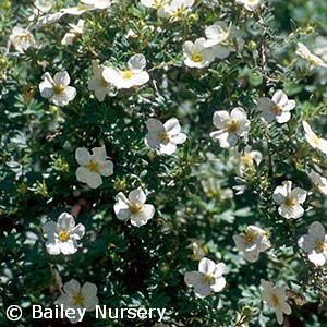 POTENTILLA FRU MCKAYS WHITE