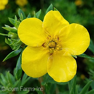 POTENTILLA FRU GOLDFINGER