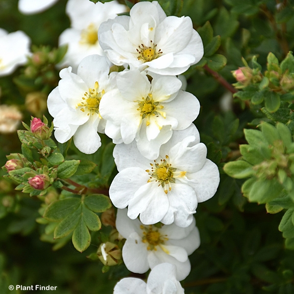 POTENTILLA FRU FROSTY