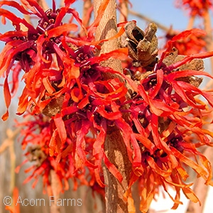 HAMAMELIS INT DIANE