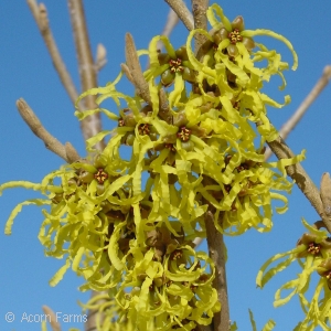 HAMAMELIS INT ARNOLD PROMISE