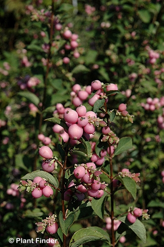 SYMPHORICARPOS DOO MAGIC BERRY