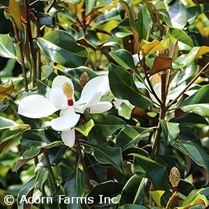 MAGNOLIA GRA BRACKENS BR BTY