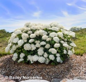 HYDRANGEA ARB FLOWERFULL