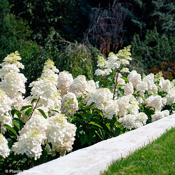 HYDRANGEA PAN BOUNCY