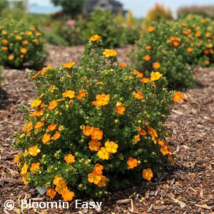 POTENTILLA FRU BELLA SOL