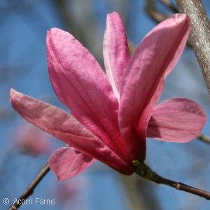 MAGNOLIA GALAXY