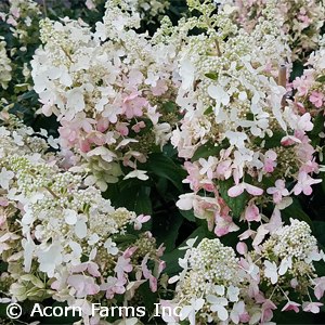 HYDRANGEA PAN PINK DIAMOND