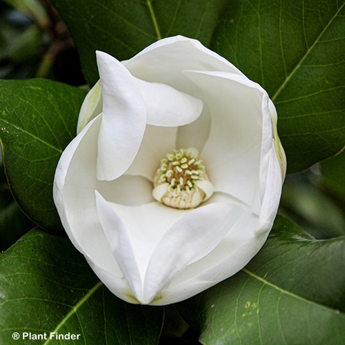 MAGNOLIA GRANDIFLORA
