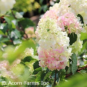 HYDRANGEA PAN VANILLA STRAWBRY