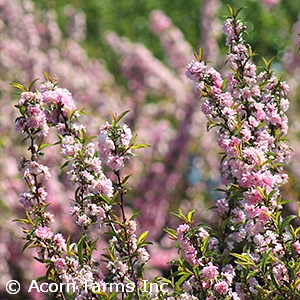 PRUNUS GLANDULOSA