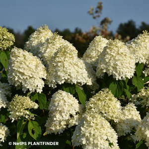 HYDRANGEA PAN LIMELIGHT