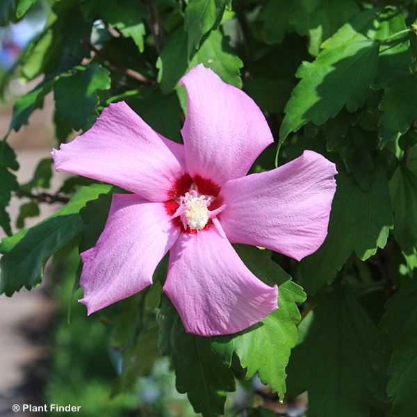 HIBISCUS SYR CHATEAU D AMBOISE