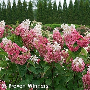 HYDRANGEA PAN PINKY WINKY PRME