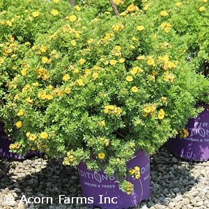 POTENTILLA FRU MARMALADE