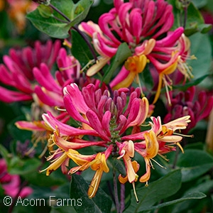 LONICERA GOLDFLAME