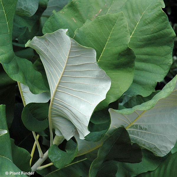 MAGNOLIA MACROPHYLLA