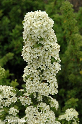 PYRACANTHA COC TETON