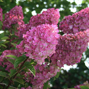 HYDRANGEA PAN STRAWBERRY SUNDA