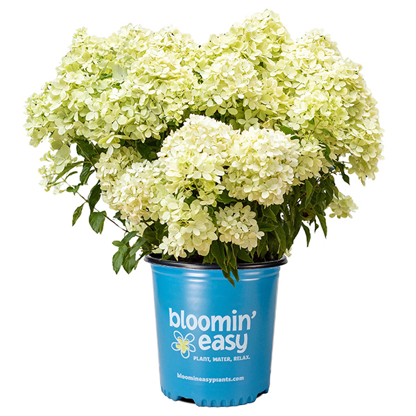 HYDRANGEA PAN BUBBLE BATH