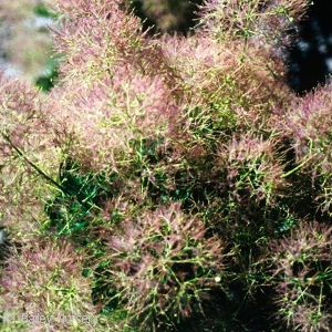 COTINUS COG YOUNG LADY