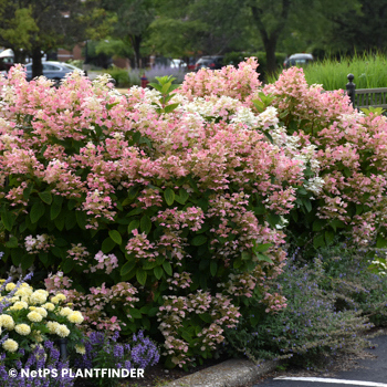 HYDRANGEA PAN QUICK FIRE